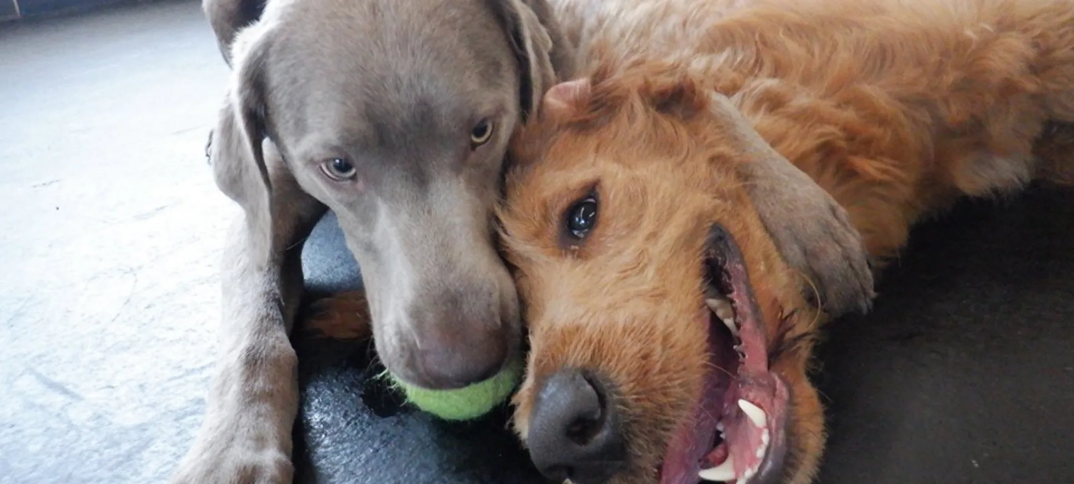 Two dogs with a tennis ball 